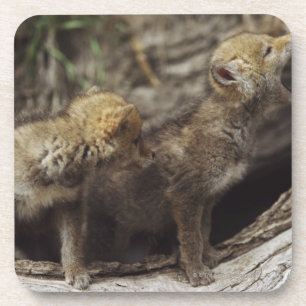 Pair Of Young Coyote Pups Howling Coaster