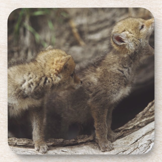Pair Of Young Coyote Pups Howling Coaster (Front)