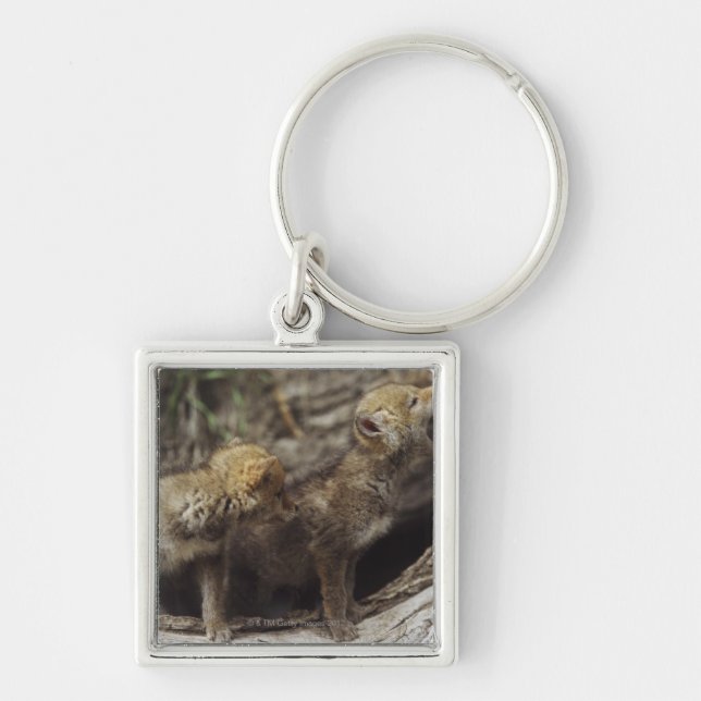 Pair Of Young Coyote Pups Howling Key Ring (Front)