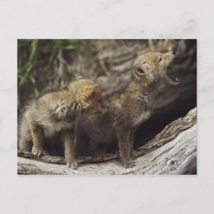 Pair Of Young Coyote Pups Howling Postcard