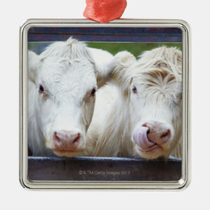 Pair of young white cows at feeding trailor metal tree decoration