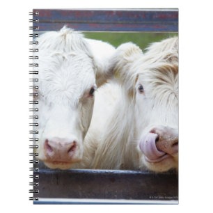 Pair of young white cows at feeding trailor notebook