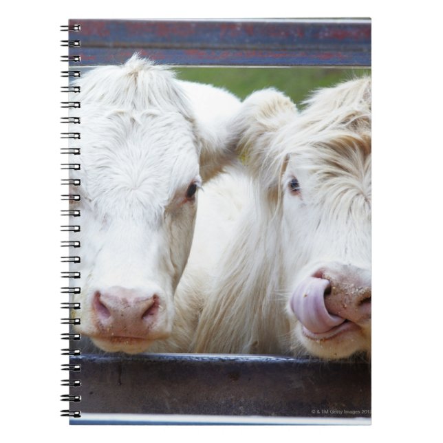 Pair of young white cows at feeding trailor notebook (Front)