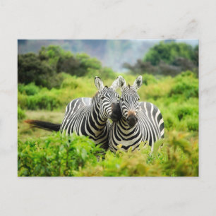 Pair of Zebras Photo Postcard