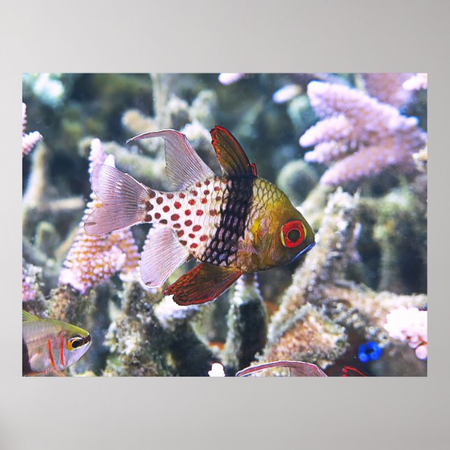 Pajama Cardinalfish Poster (Front)