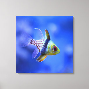 Pajama Cardinalfish - The Reef Collection Canvas Print