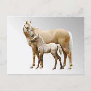 Palamino Mare And Foal Horses Postcard