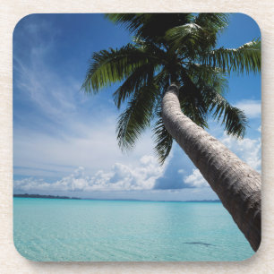 Palau, Micronesia, Palm tree at Palau Lagoon Coaster