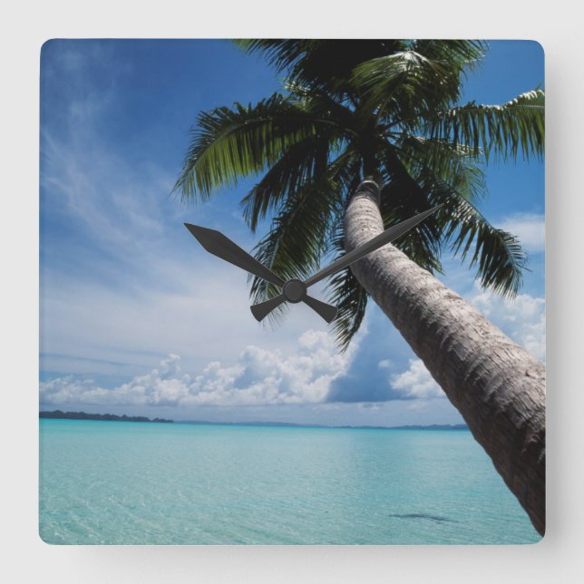 Palau, Micronesia, Palm tree at Palau Lagoon Square Wall Clock (Front)