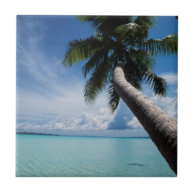 Palau, Micronesia, Palm tree at Palau Lagoon Tile (Front)