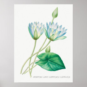 Pale Blue Lotus Flower Botanical Illustration Poster