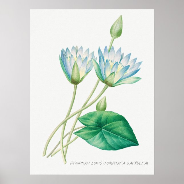 Pale Blue Lotus Flower Botanical Illustration Poster (Front)