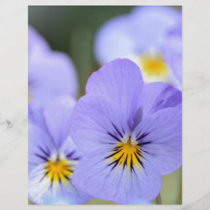 Pale Blue Pansies