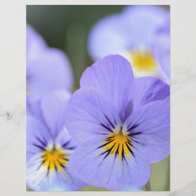Pale Blue Pansies (Front)