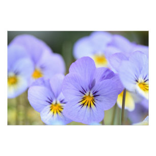 Pale Blue Pansies Photo Print