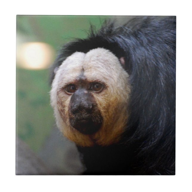 Pale Faced Saki Monkey Ceramic Tile (Front)