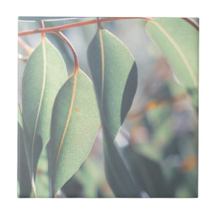 Pale Green Eucalyptus Tree Leaves Ceramic Tile