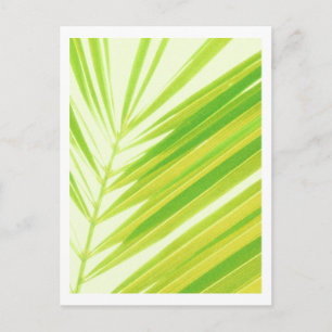 Pale Green Pastel Palm Leaves Postcard