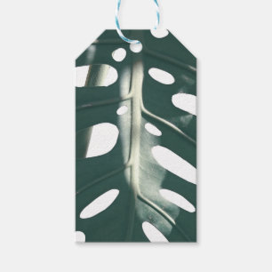 Pale Green Pastel Swiss Cheese Plant Gift Tags