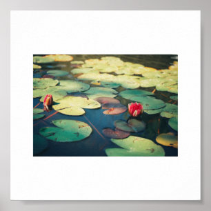 Pale Green Red Water Lily Flower Plants Poster
