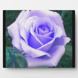 Pale Lavender Rose Photo Plaque
