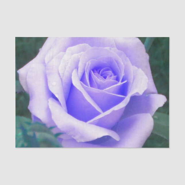 Pale Lavender Rose  Tissue Paper (Front)
