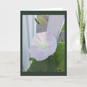Pale Opal Morning Glory Blank Greeting Card
