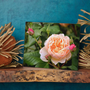 Pale Orange Rose and Buds Plaque