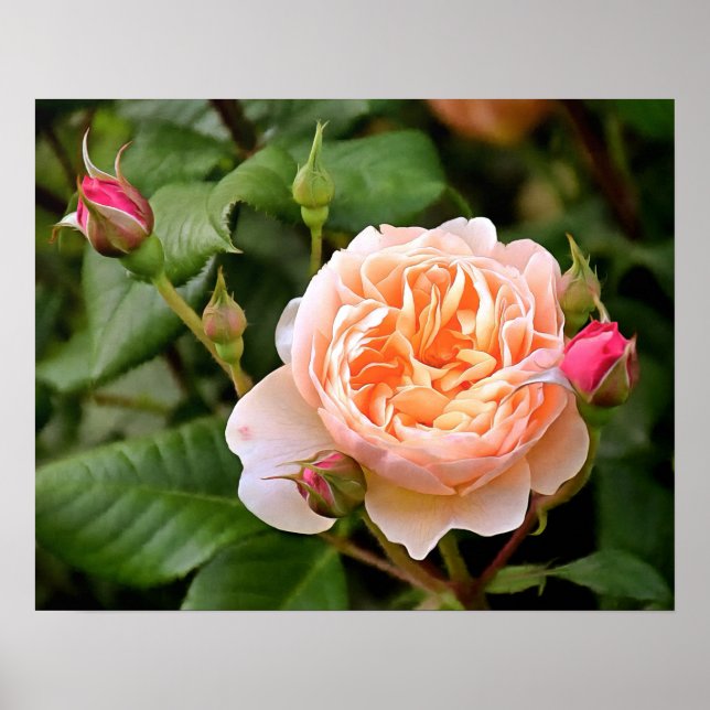 Pale Orange Rose and Buds Poster (Front)