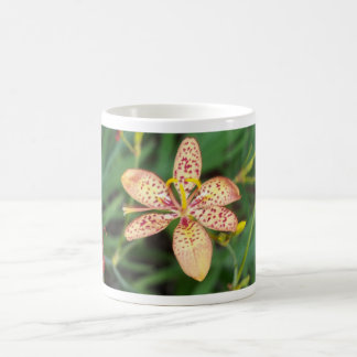 Pale orange spotted Blackberry lily Coffee Mug