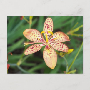 Pale orange spotted Blackberry lily Postcard