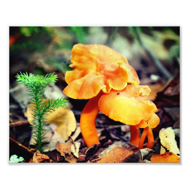 Pale Orange Wild Mushrooms Close Up 8x10 Photo Print (Front)