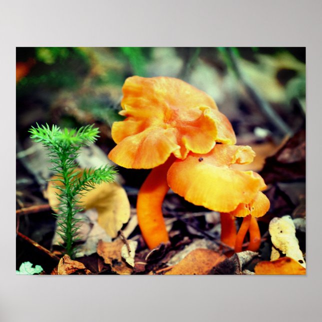 Pale Orange Wild Mushrooms Close Up Poster (Front)