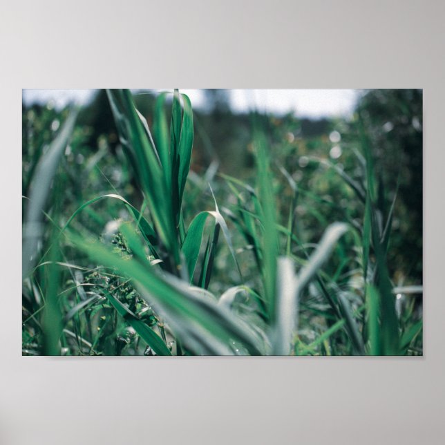Pale Pastel Green Grass Reeds Poster (Front)