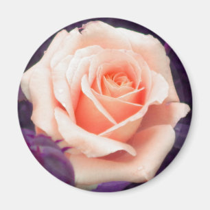 Pale Peach Rose Magnet