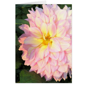 PALE PINK DAHLIA WITH TOUCH OF YELLOW (PHOTOG)