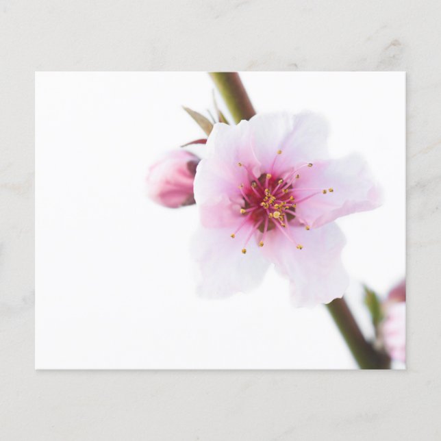 Pale pink flower flyer (Front)
