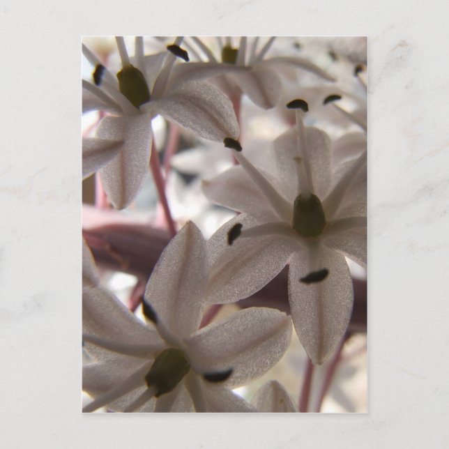 Pale Pink Flowers Postcard (Front)