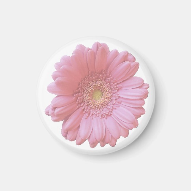 Pale pink gerbera daisy magnet (Front)