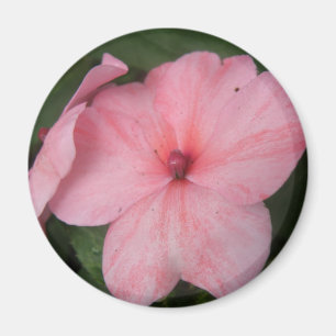 Pale Pink Impatiens Flower Magnet