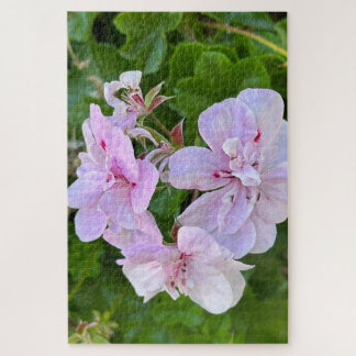Pale Pink Ivy Geranium, Oakland Jigsaw Puzzle