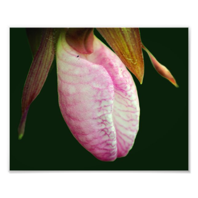 Pale Pink Lady Slipper Orchid Flower 8x10 Photo Print (Front)