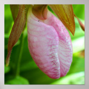 Pale Pink Lady Slipper Orchid Flower Close Up  Poster