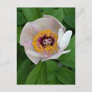 Pale Pink Paeonia Flower Postcard