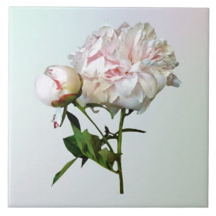 Pale Pink Peony and Bud Ceramic Tile