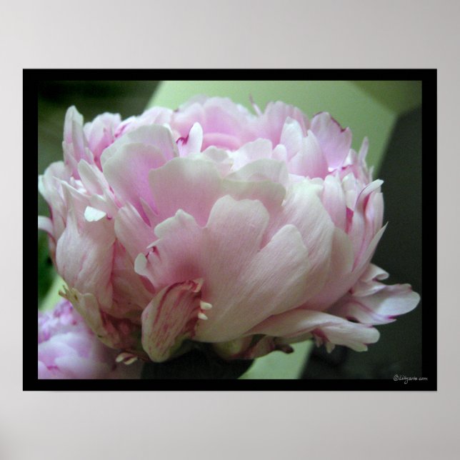Pale Pink Peony Blossom Poster Prints (Front)