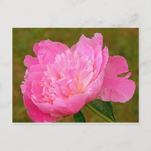 Pale Pink Peony Postcard