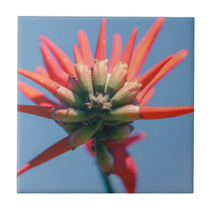 Pale Pink Red Erythrina Flower Ceramic Tile