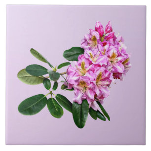 Pale Pink Rhododendron Ceramic Tile