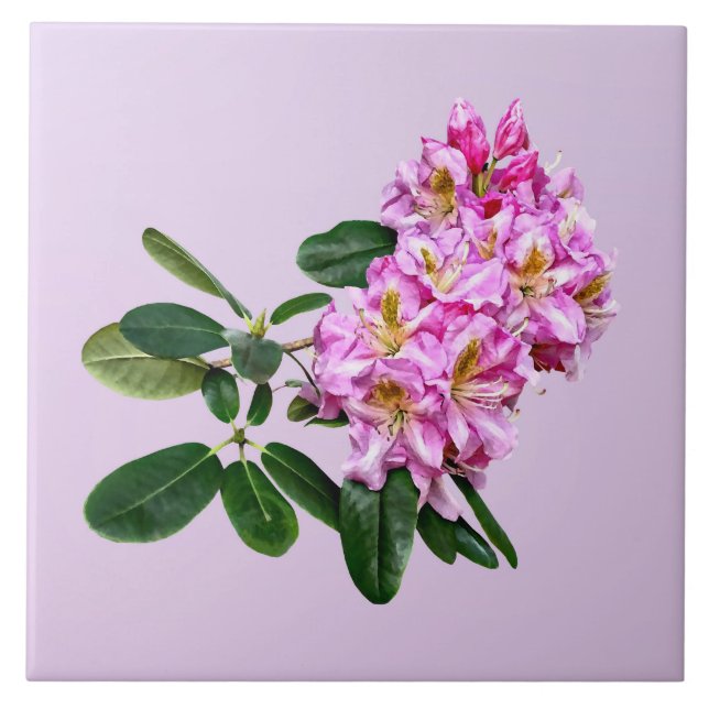 Pale Pink Rhododendron Ceramic Tile (Front)